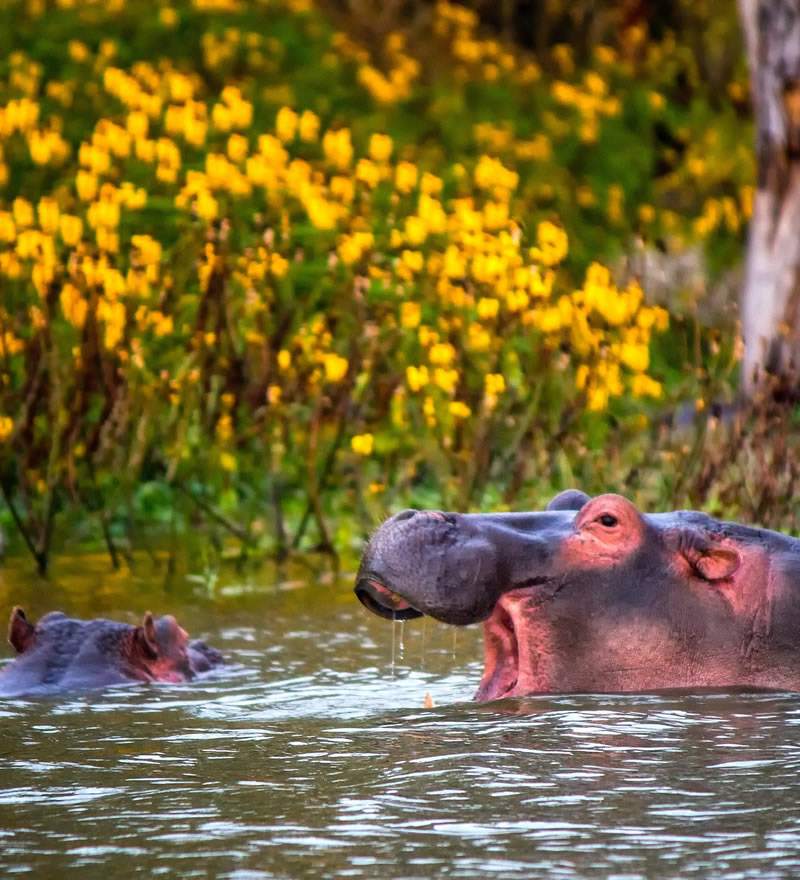 Lake Naivasha