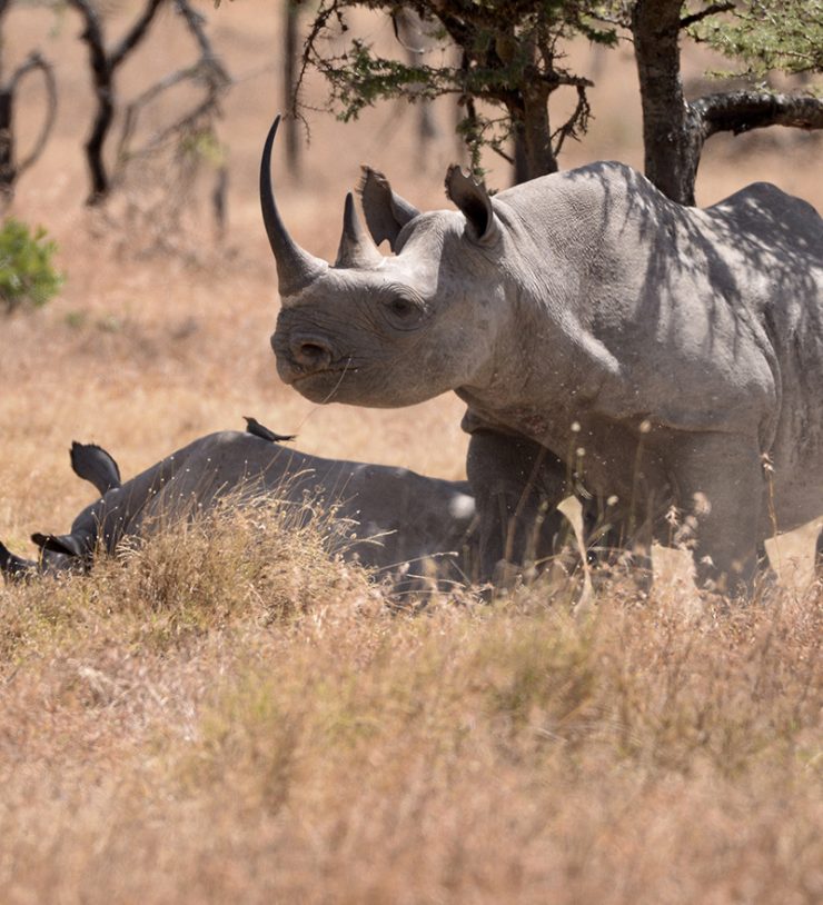 Ol Pejeta Conservancy