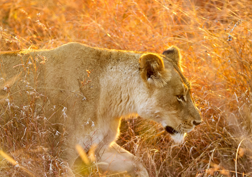 10 Days Best of Kenya Safari