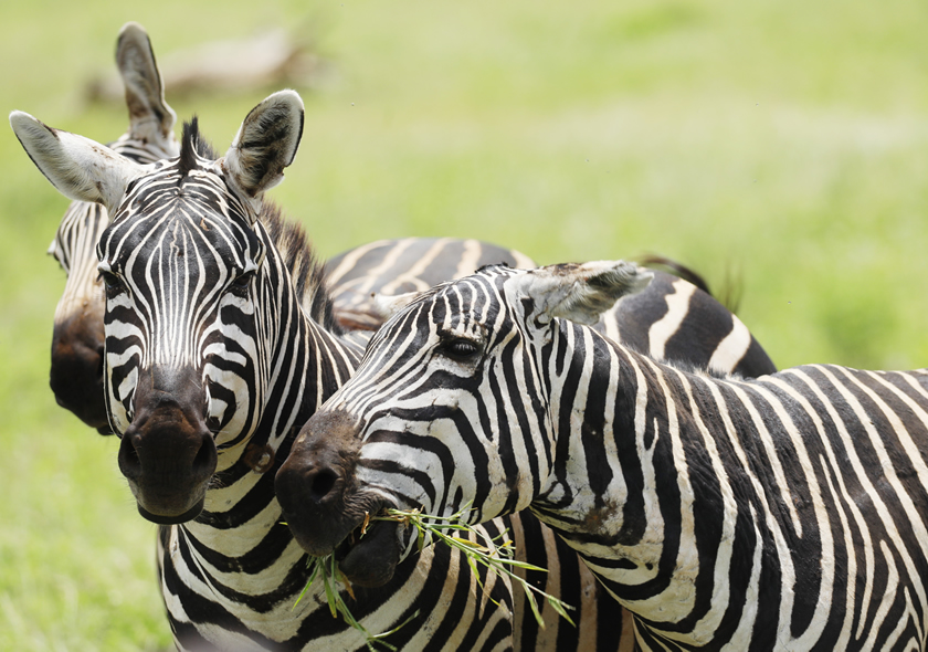 14 Days Kenya Private Safari