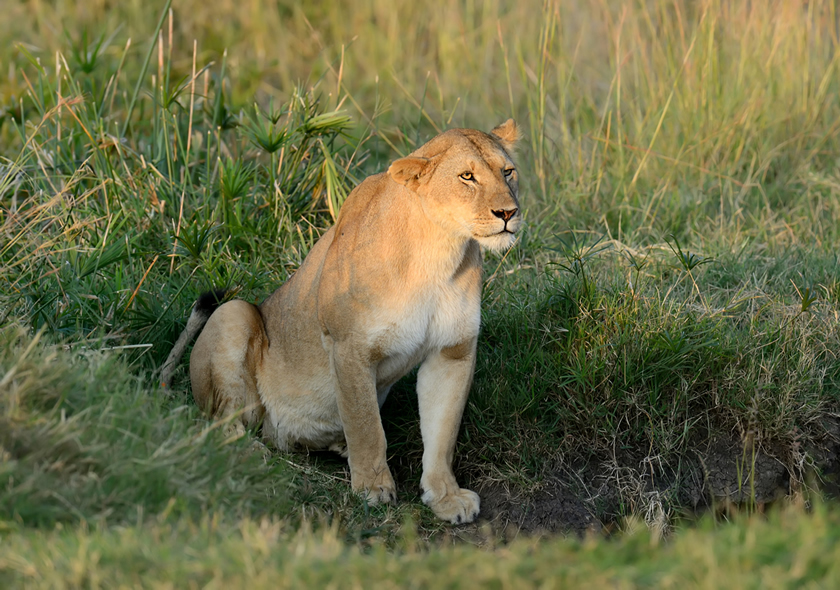 3 Days Masai Mara National Reserve