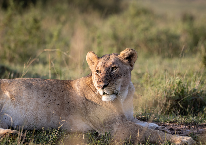 7 Days Kenya Private Tour