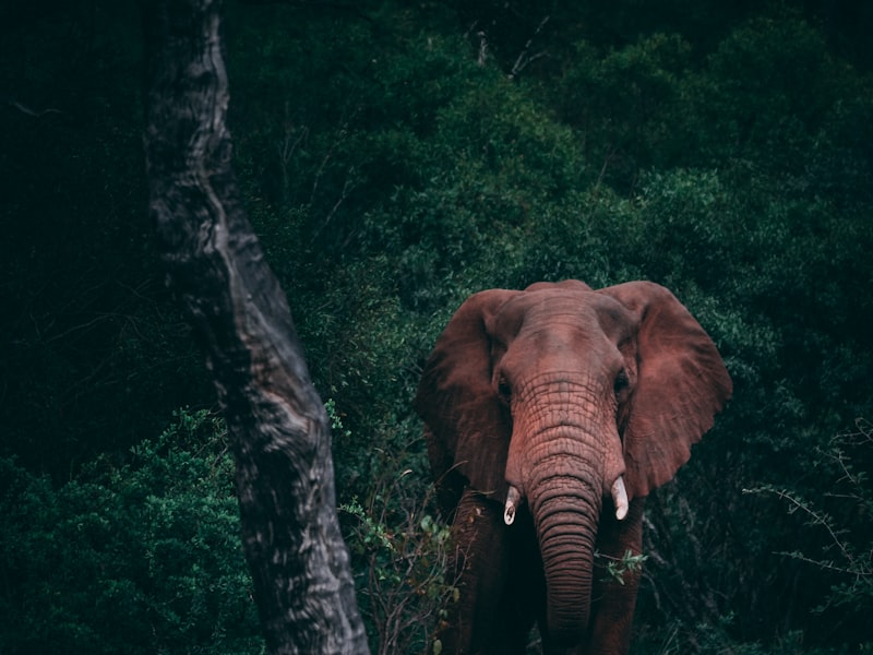 Kenya–Tanzania Grand Safari