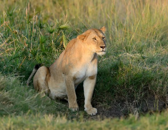 3 Days Masai Mara National Reserve