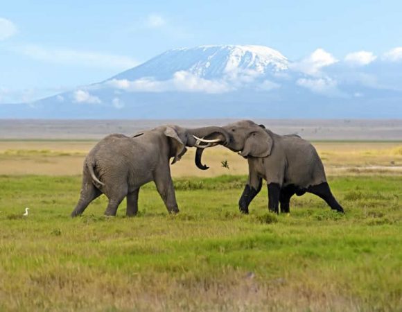 12 Days Kenya & Tanzania Combined Safari