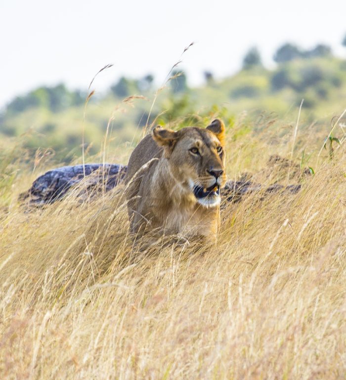 Masai Mara National Reserve is home to an exceptional population of wildlife.