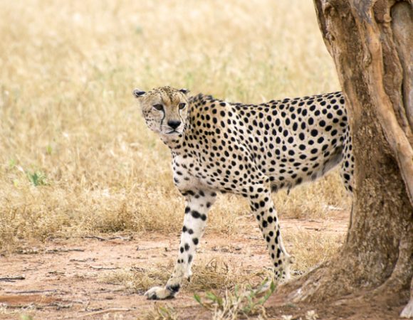 3 Days Fly-in Masai Mara