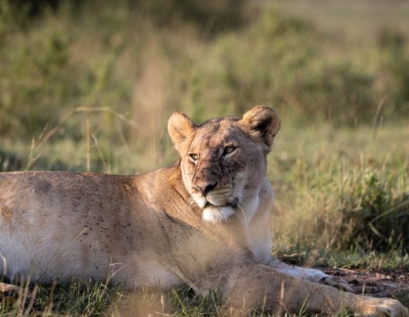 7 Days Kenya Private Tour