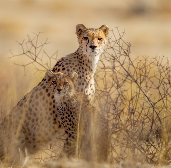 8 Days Authentic Wildlife Tour