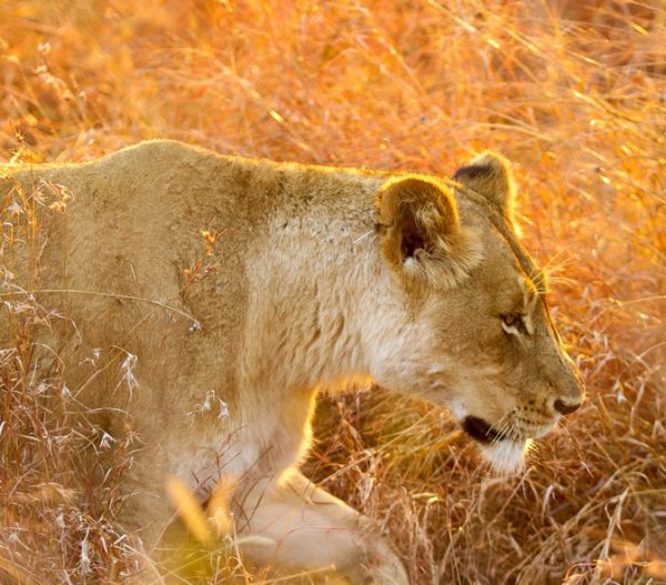 10 Days Best of Kenya Safari