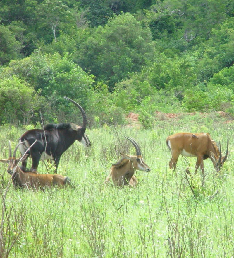 Shimba Hills National Park