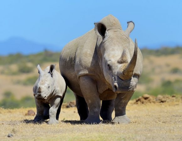 3 Days Ol Pejeta Conservancy